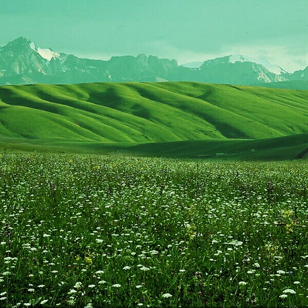 はちみつ ハチミツ ハニー 森羅万象 天山蜂蜜 600g 3個セット はちみつ ハチミツ ハニー 森羅万象 天山蜂蜜 600g 3個セット