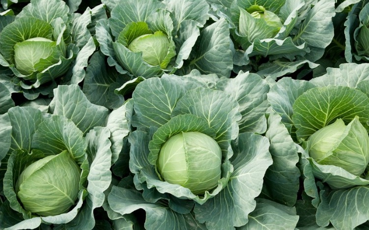 若い農夫 キャベツ汁 100ml x 30包x 2箱(胃の健康,ダイエット,デトックス効果) 若い農夫 キャベツ汁 100ml x 30包x 2箱(胃の健康,ダイエット,デトックス効果)