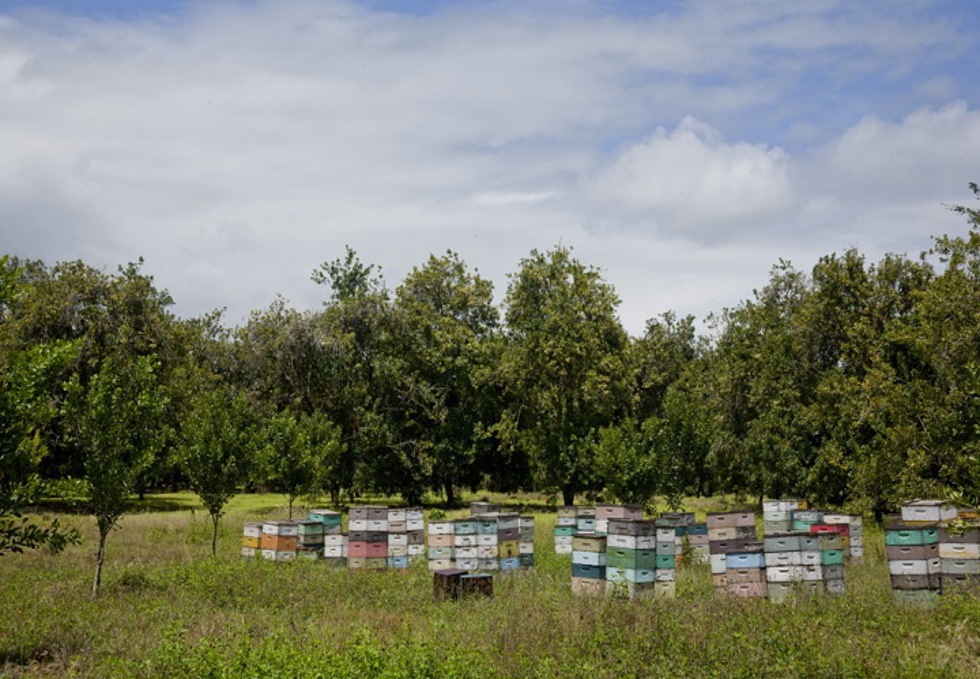 有機ウイレライキハニー255ｇ6個セット