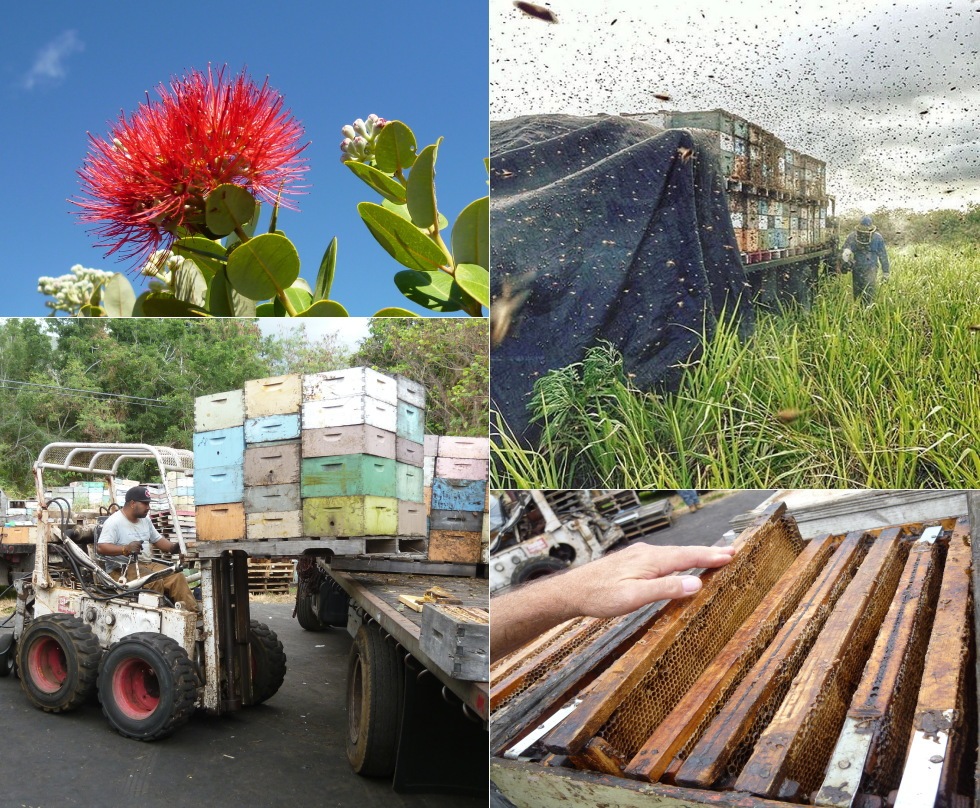 有機ウイレライキハニー255ｇ6個セット