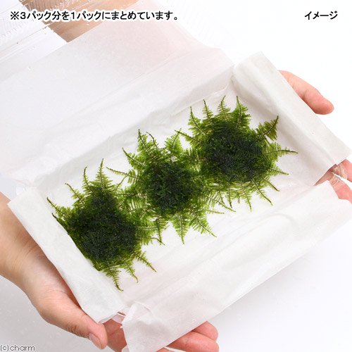 (水草)極 南米ウィローモス(水中葉)(無農薬)(3パック) CRC12―18―20―10―00 (水草)極 南米ウィローモス(水中葉)(無農薬)(3パック) CRC12―18―20―10―00