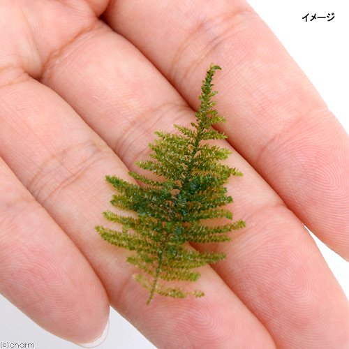 (水草)極 南米ウィローモス(水中葉)(無農薬)(3パック) CRC12―18―20―10―00 (水草)極 南米ウィローモス(水中葉)(無農薬)(3パック) CRC12―18―20―10―00