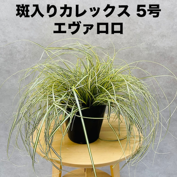 斑入り カレックス オシメンシス エヴァロロ 15株セット 15cmポット苗 常緑多年草 グランドカバー カラーリーフ 庭 寄せ植え