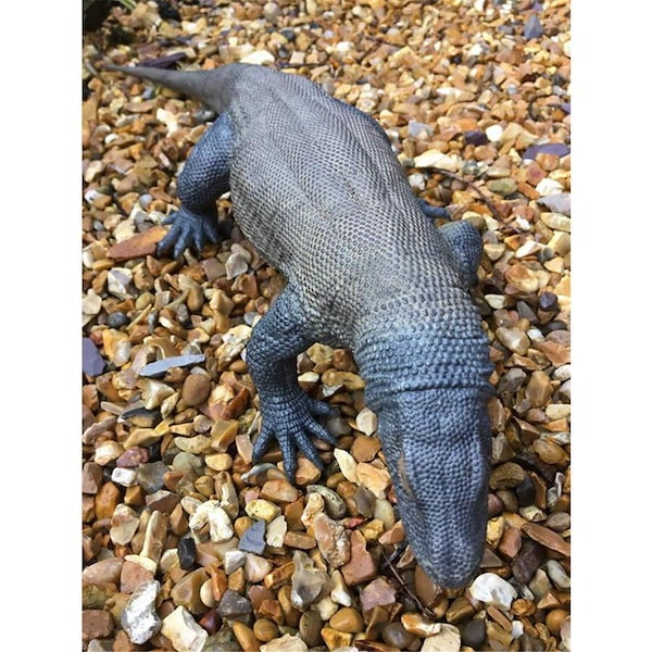 コモドドラゴン コモドドラゴン