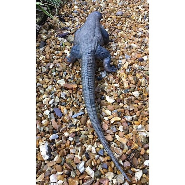 コモドドラゴン コモドドラゴン