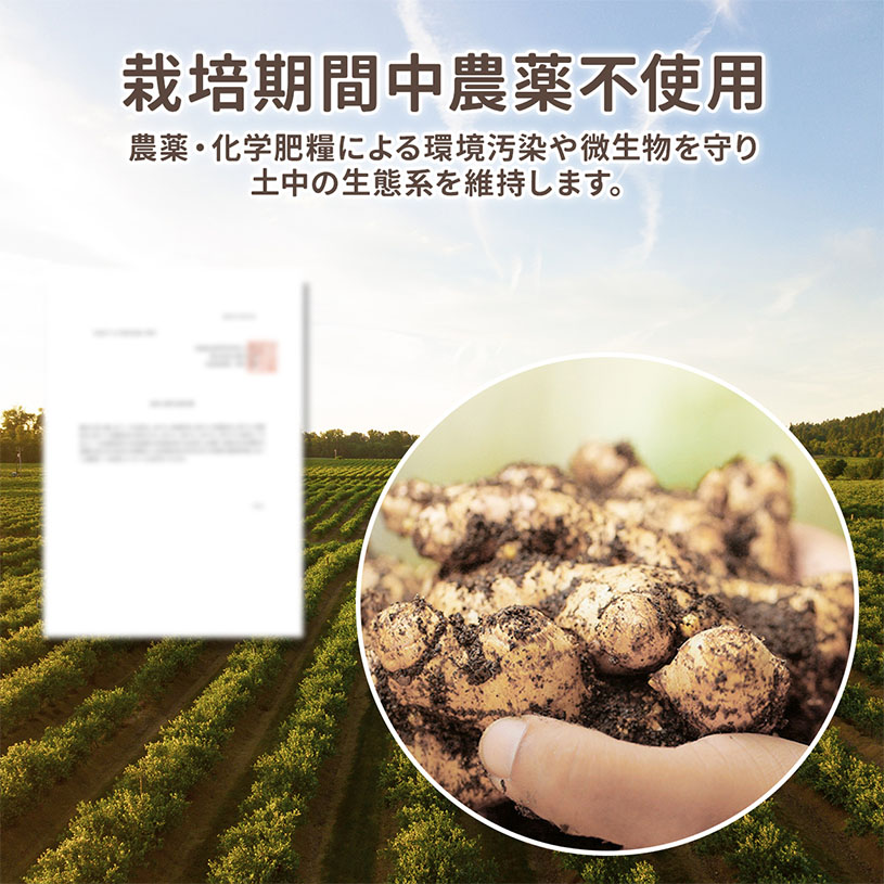 沖縄県産 春ウコン 粒 150ｇx3袋 約2250粒 栽培期間中農薬不使用 クルクミン ミネラル豊富 約225日分 [01]