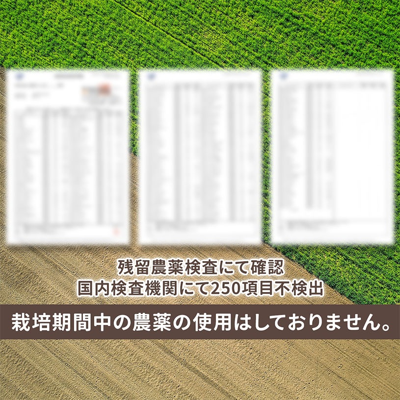 沖縄県産 春ウコン 粒 150ｇx3袋 約2250粒 栽培期間中農薬不使用 クルクミン ミネラル豊富 約225日分 [01]
