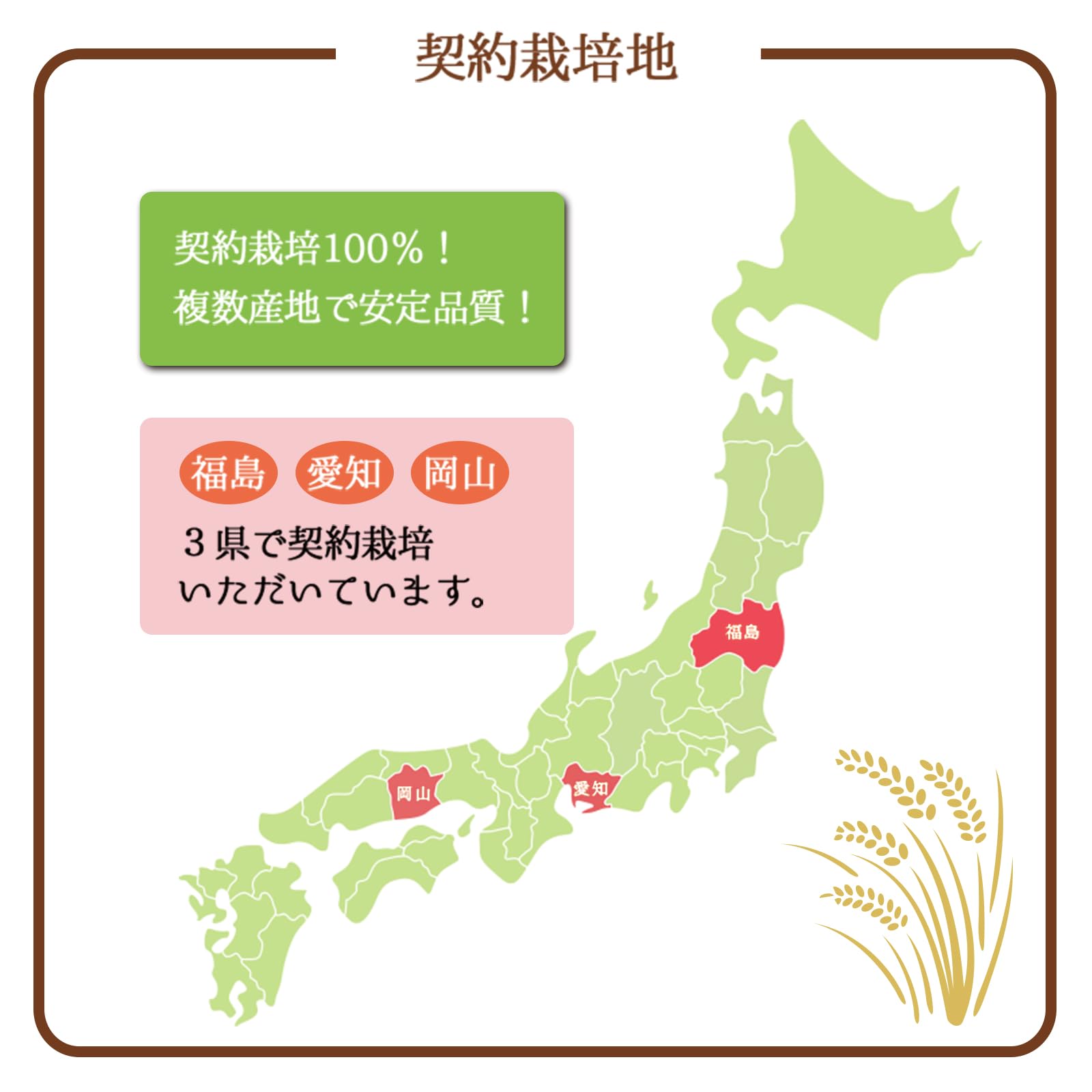 ミツハシ 【精米】胚芽米 胚芽の大きな胚芽米 2kg ミツハシ 【精米】胚芽米 胚芽の大きな胚芽米 2kg