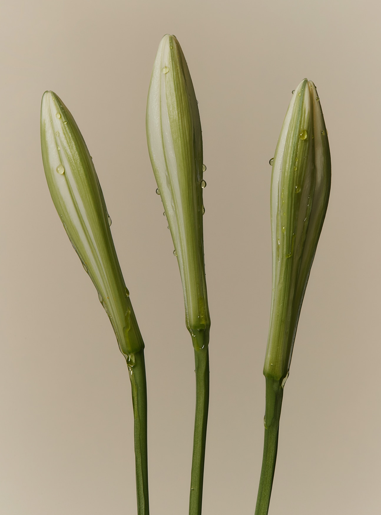 タンバリンスチェーンハンドクリーム421（65ml）