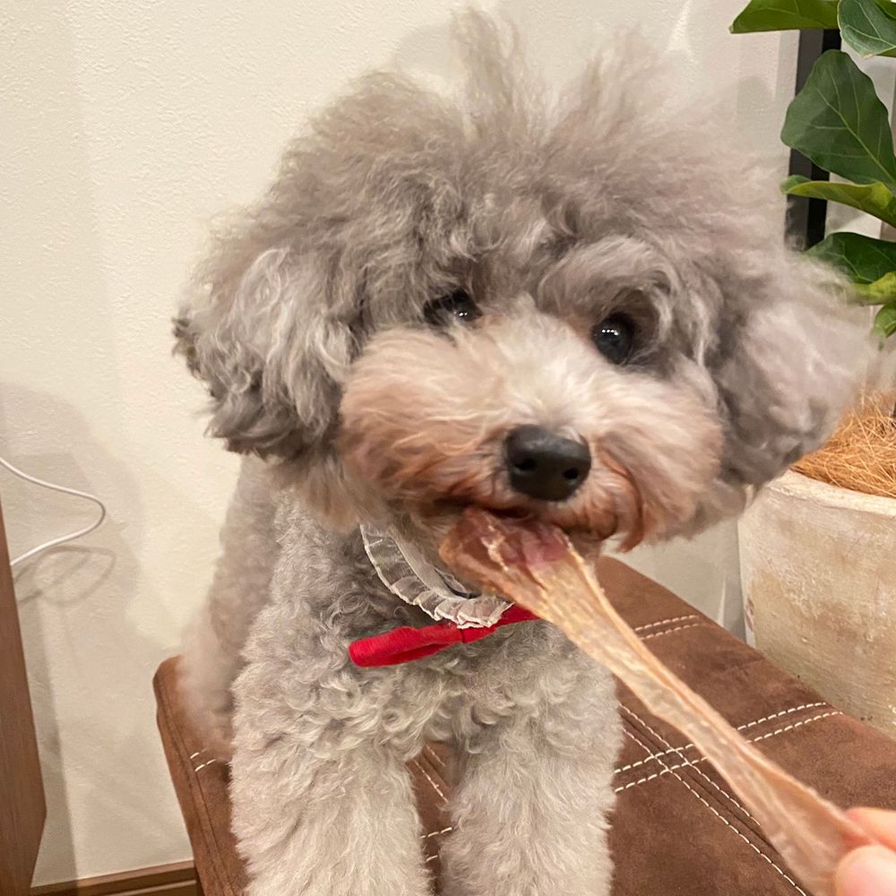 （まとめ買い）ニューグリーン 完全無添加 ダックファイバースティック カットタイプ 20g 犬用おやつ [x9]