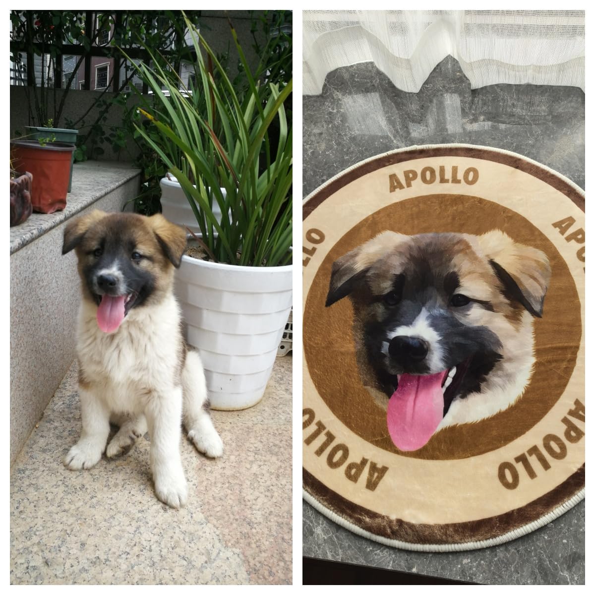 ペットラグ オーダーメイド 大きいサイズ 犬猫用 写真入り 名前入り カラー指定対応可能 メモリアル用品 オリジナル おしゃれ プレゼント お風呂マット 玄関マット 洗える インテリア ペットラグ オーダーメイド 大きいサイズ 犬猫用 写真入り 名前入り カラー指定対応可能 メモリアル用品 オリジナル おしゃれ プレゼント お風呂マット 玄関マット 洗える インテリア