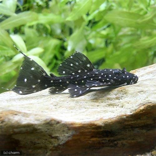 （熱帯魚）キングオブギャラクシー・トリム　タパジョス（ワイルド）（１匹）　北海道・九州航空便要保温　ＣＲＣ13―44―50―00―00_1