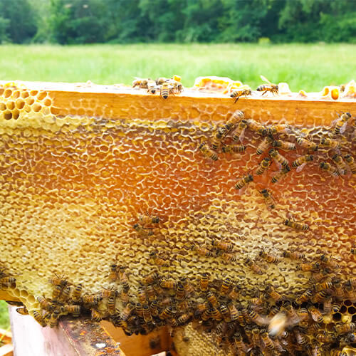 蜂蜜 はちみつ アカシア ボルドーニ アカシアハニー 150g 6個セット ギフト 蜂蜜 はちみつ アカシア ボルドーニ アカシアハニー 150g 6個セット ギフト