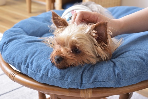 ペットも人も座れるラタンのペットスツール 北欧 インダストリアル スツール ステップ ペット リビング ダイニング ペットも人も座れるラタンのペットスツール 北欧 インダストリアル スツール ステップ ペット リビング ダイニング