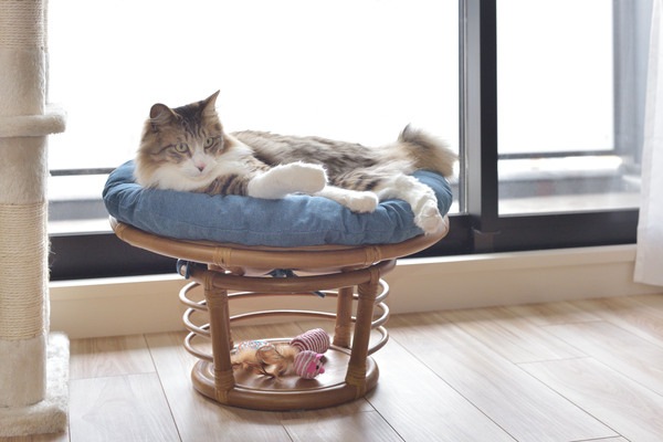 ペットも人も座れるラタンのペットスツール 北欧 インダストリアル スツール ステップ ペット リビング ダイニング ペットも人も座れるラタンのペットスツール 北欧 インダストリアル スツール ステップ ペット リビング ダイニング