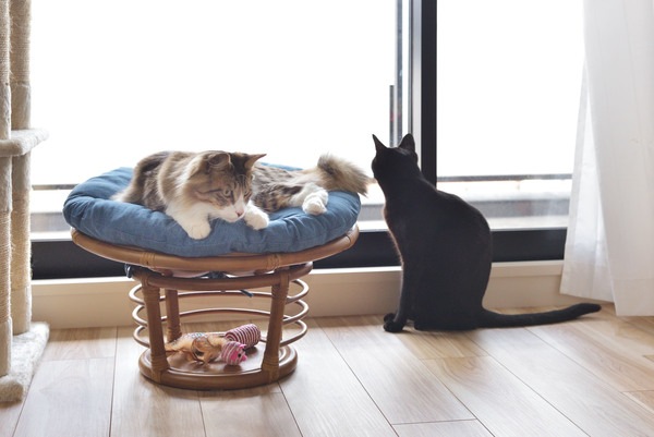 ペットも人も座れるラタンのペットスツール 北欧 インダストリアル スツール ステップ ペット リビング ダイニング ペットも人も座れるラタンのペットスツール 北欧 インダストリアル スツール ステップ ペット リビング ダイニング