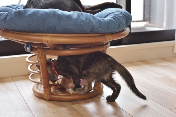 ペットも人も座れるラタンのペットスツール 北欧 インダストリアル スツール ステップ ペット リビング ダイニング ペットも人も座れるラタンのペットスツール 北欧 インダストリアル スツール ステップ ペット リビング ダイニング