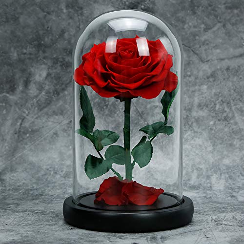 Rosmary 美女と野獣のバラ 本物バ ガーデニング Diy 工具大得価 新作登場