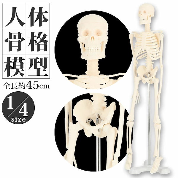 値引中！近隣無料配送 全身骨格模型 約170cm 楽天市場】【国際規格認証品】 等身大 人体模型 骨格模型 170cm