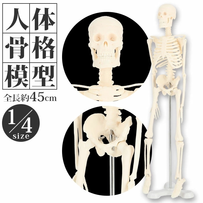Qoo10] 人体模型 通販 人体骨格模型 骨格模型
