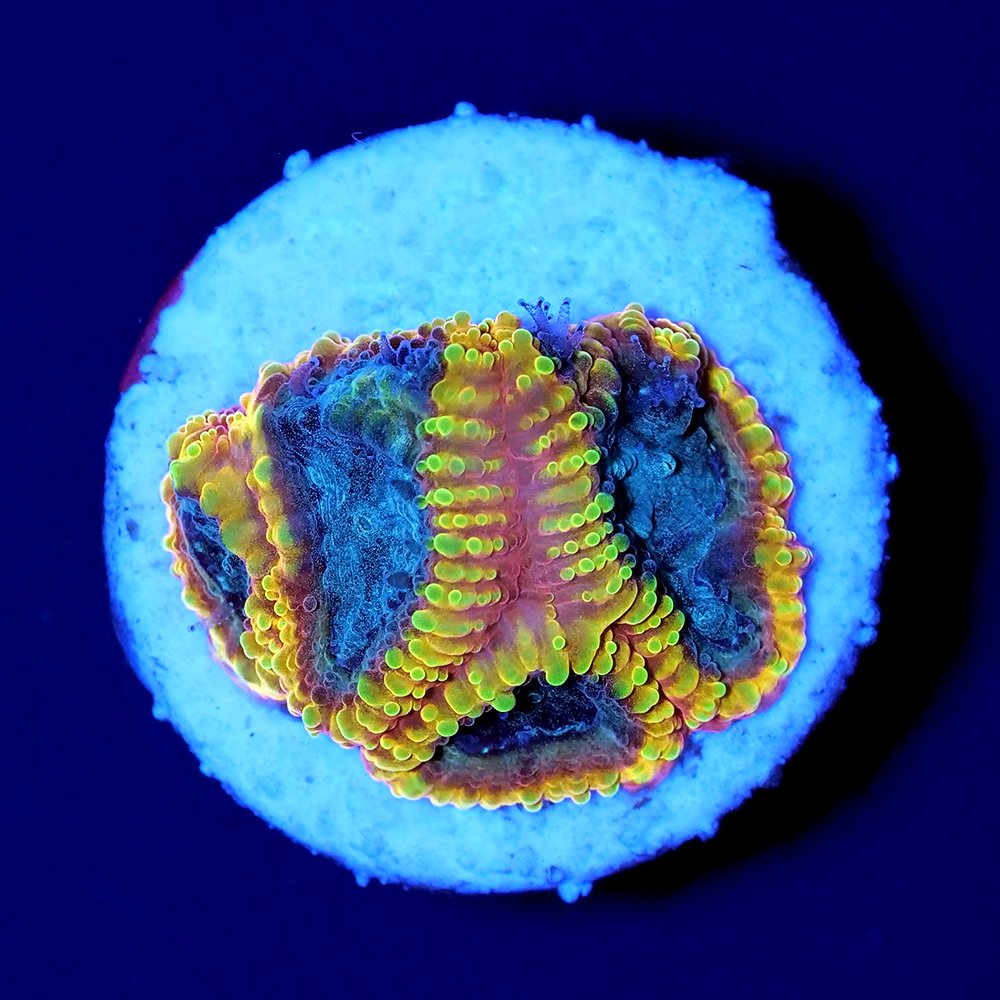 (サンゴ)フラグサンゴ キクメイシsp. イエローサブマリン ポリカプラグ付き(1個)wh‐51 CRC26―50―80―00―00 (サンゴ)フラグサンゴ キクメイシsp. イエローサブマリン ポリカプラグ付き(1個)wh‐51 CRC26―50―80―00―00