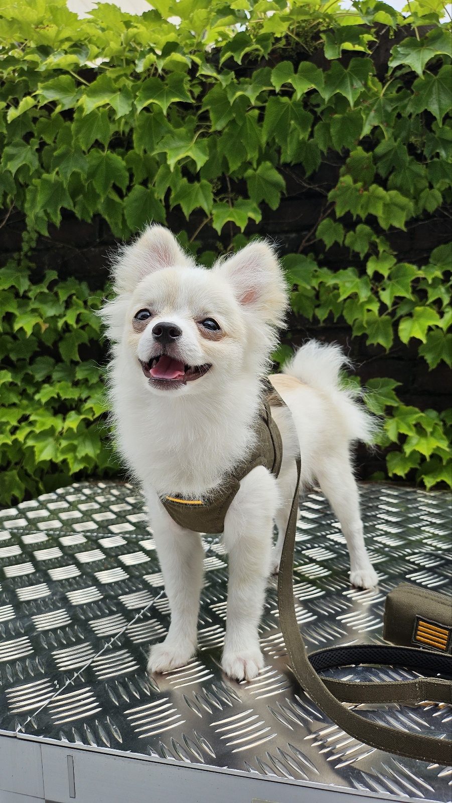 【3set】ARMY Harness + Lead&Pouch(アーミーハーネス＋リード＋ポーチ)　お散歩グッズ　韓国グッズ　ドッググッズ　犬用品　ペット用品　愛犬グッズ　ハンドメイド