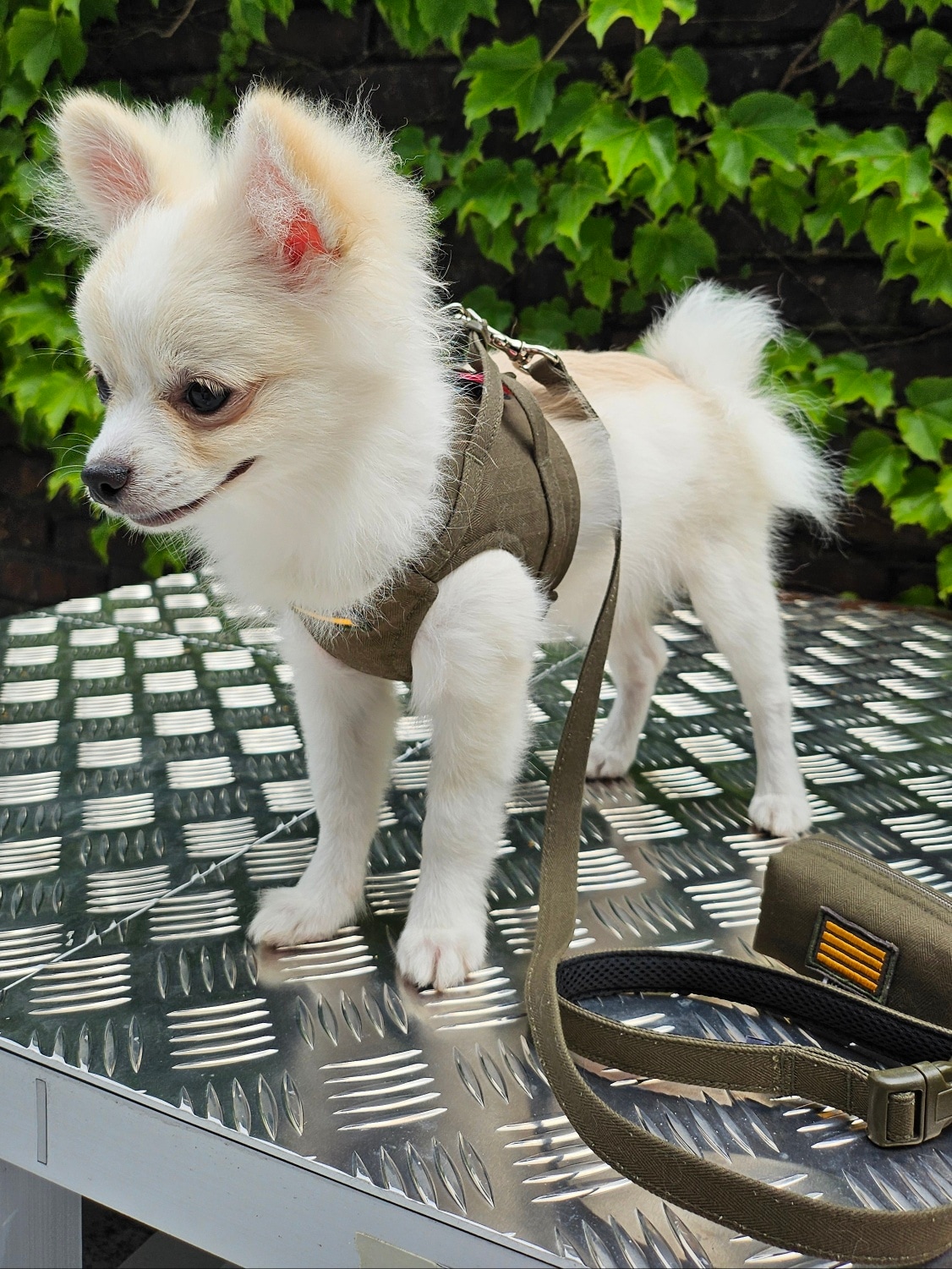 【3set】ARMY Harness + Lead&Pouch(アーミーハーネス＋リード＋ポーチ)　お散歩グッズ　韓国グッズ　ドッググッズ　犬用品　ペット用品　愛犬グッズ　ハンドメイド