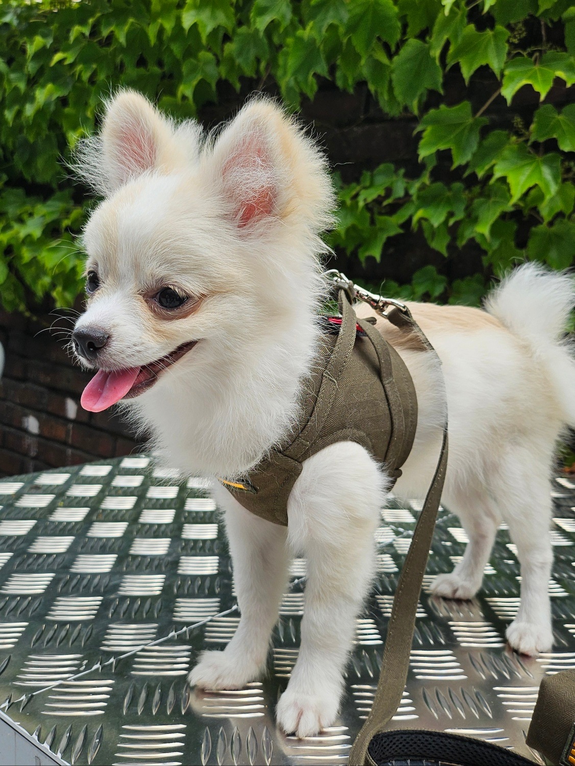 【3set】ARMY Harness + Lead&Pouch(アーミーハーネス＋リード＋ポーチ)　お散歩グッズ　韓国グッズ　ドッググッズ　犬用品　ペット用品　愛犬グッズ　ハンドメイド