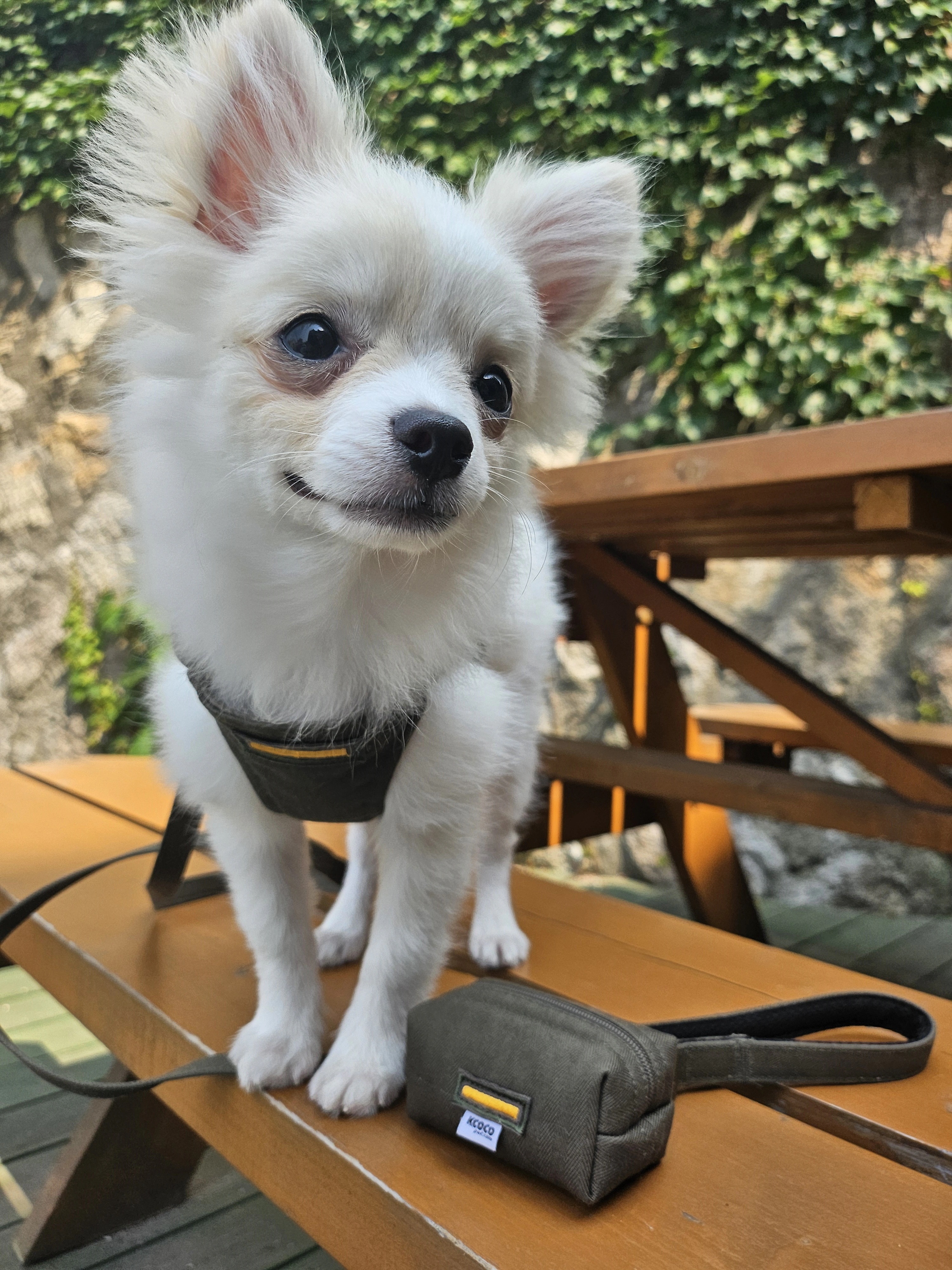 【3set】ARMY Harness + Lead&Pouch(アーミーハーネス＋リード＋ポーチ)　お散歩グッズ　韓国グッズ　ドッググッズ　犬用品　ペット用品　愛犬グッズ　ハンドメイド