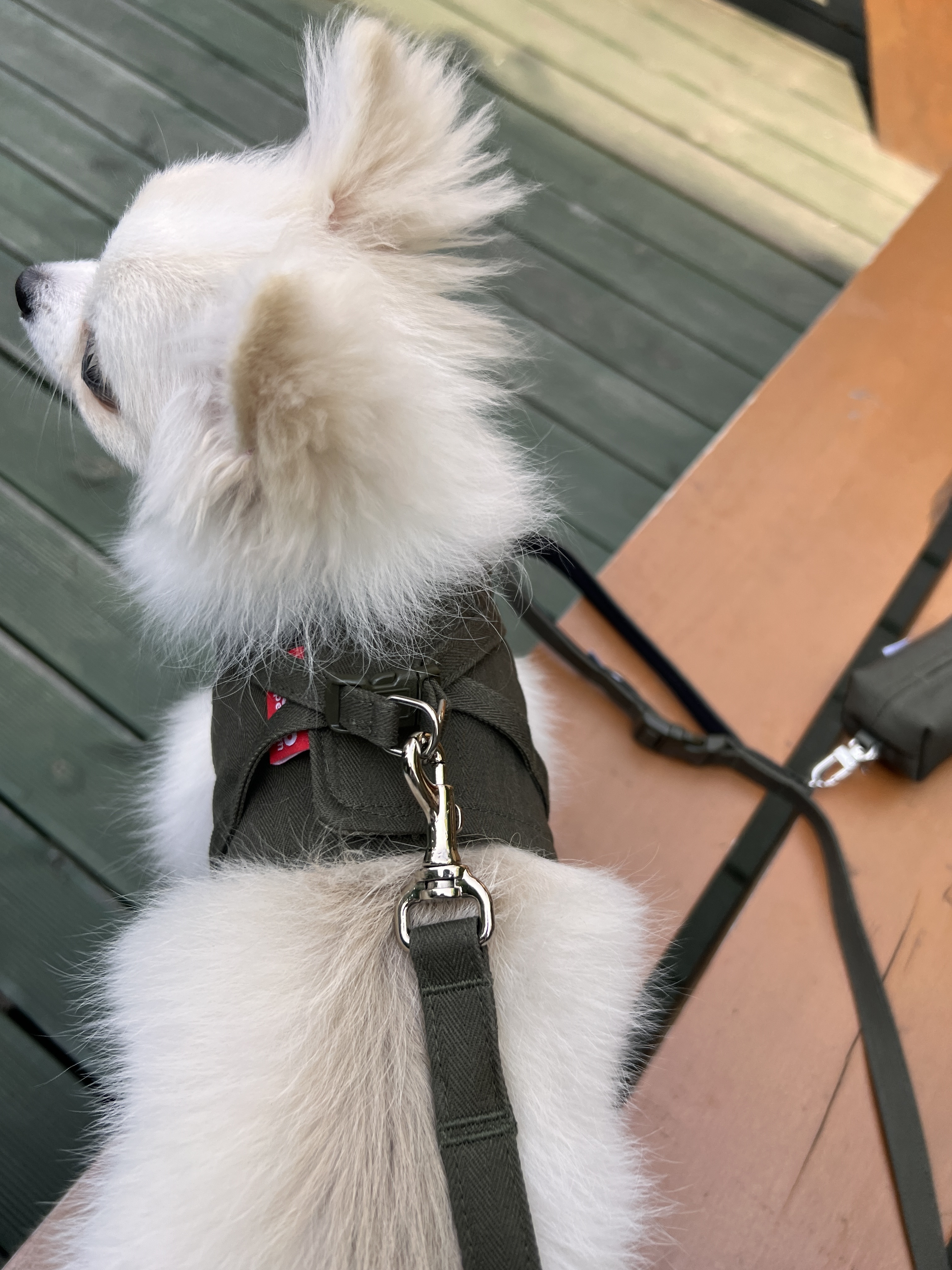 【3set】ARMY Harness + Lead&Pouch(アーミーハーネス＋リード＋ポーチ)　お散歩グッズ　韓国グッズ　ドッググッズ　犬用品　ペット用品　愛犬グッズ　ハンドメイド