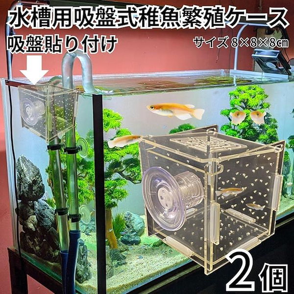 水槽内の個体リクエスト販売 Qoo10] スタートサイド 稚魚 水槽内用 繁殖隔離