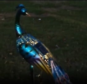 ガーデン オブジェ 孔雀 エレガント ソーラー 充電 ライト おしゃれ かわいい 置物 オーナメント ガーデニング 動物 アニマル 4-7 ガーデン オブジェ 孔雀 エレガント ソーラー 充電 ライト おしゃれ かわいい 置物 オーナメント ガーデニング 動物 アニマル 4-7