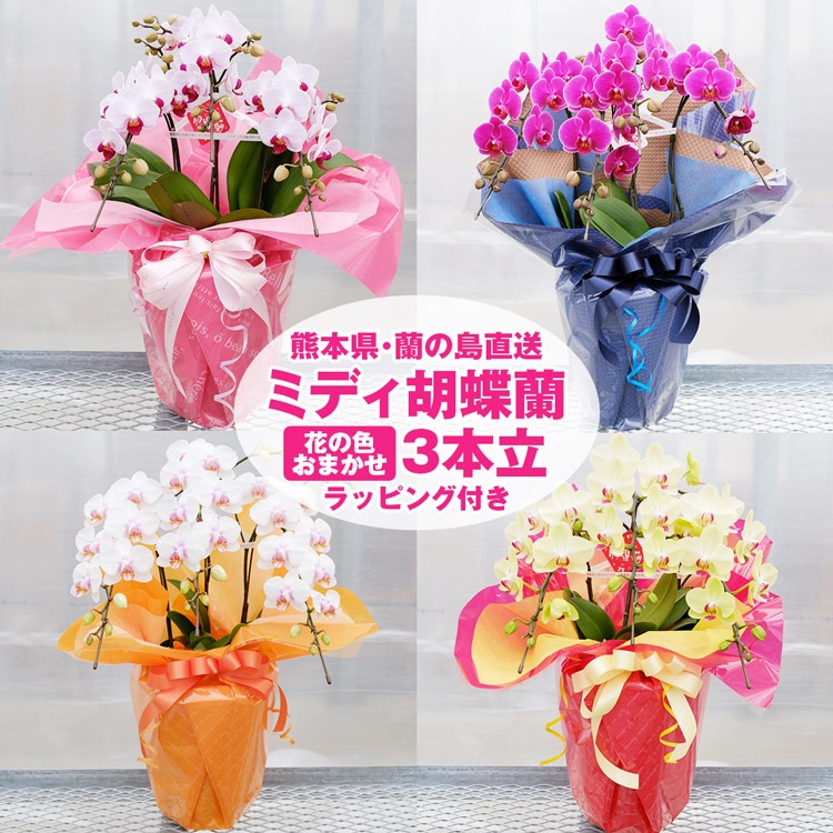 【華てまり】胡蝶蘭 ミディ 3本立 (鉢も付属) 熊本県産(なかがわ農園) 常温便 同梱不可 指定日不可 【華てまり】胡蝶蘭 ミディ 3本立 (鉢も付属) 熊本県産(なかがわ農園) 常温便 同梱不可 指定日不可