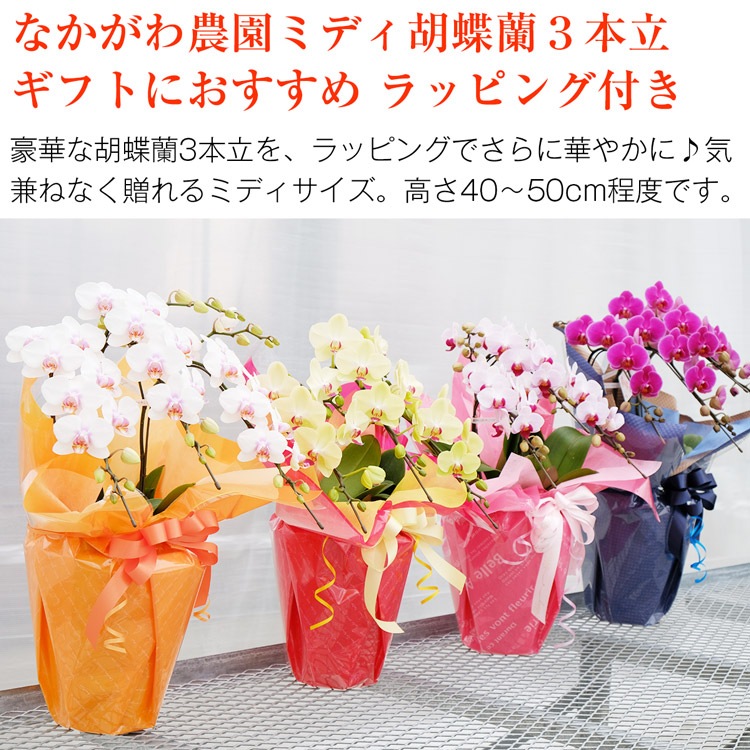 【華てまり】胡蝶蘭 ミディ 3本立 (鉢も付属) 熊本県産(なかがわ農園) 常温便 同梱不可 指定日不可 【華てまり】胡蝶蘭 ミディ 3本立 (鉢も付属) 熊本県産(なかがわ農園) 常温便 同梱不可 指定日不可