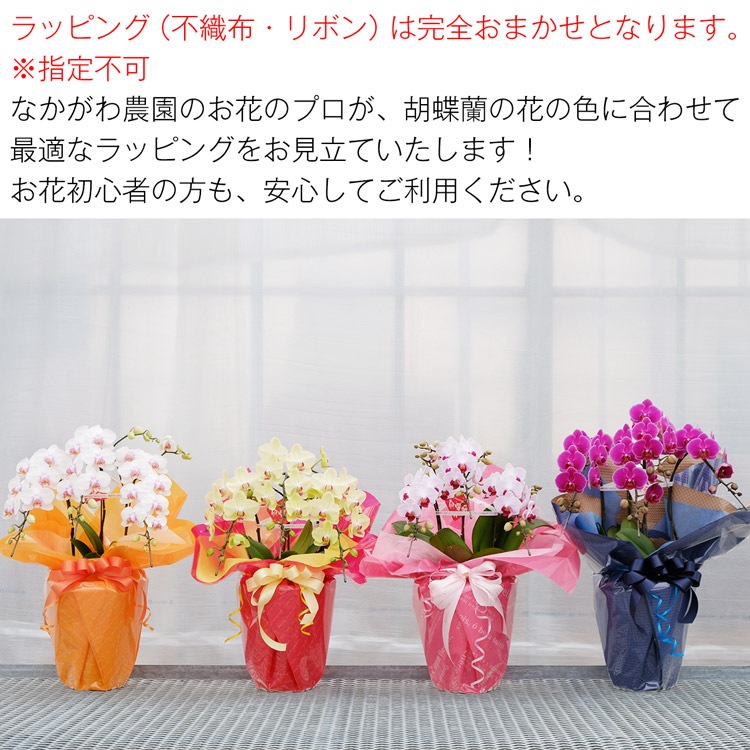 【華てまり】胡蝶蘭 ミディ 3本立 (鉢も付属) 熊本県産(なかがわ農園) 常温便 同梱不可 指定日不可 【華てまり】胡蝶蘭 ミディ 3本立 (鉢も付属) 熊本県産(なかがわ農園) 常温便 同梱不可 指定日不可