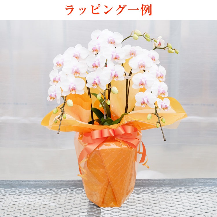 【華てまり】胡蝶蘭 ミディ 3本立 (鉢も付属) 熊本県産(なかがわ農園) 常温便 同梱不可 指定日不可 【華てまり】胡蝶蘭 ミディ 3本立 (鉢も付属) 熊本県産(なかがわ農園) 常温便 同梱不可 指定日不可