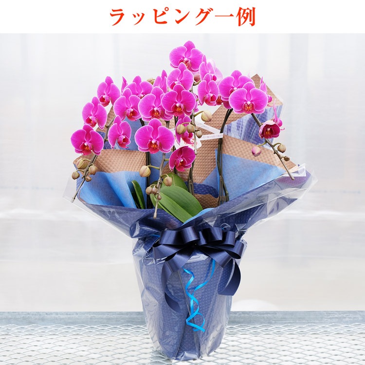 【華てまり】胡蝶蘭 ミディ 3本立 (鉢も付属) 熊本県産(なかがわ農園) 常温便 同梱不可 指定日不可 【華てまり】胡蝶蘭 ミディ 3本立 (鉢も付属) 熊本県産(なかがわ農園) 常温便 同梱不可 指定日不可