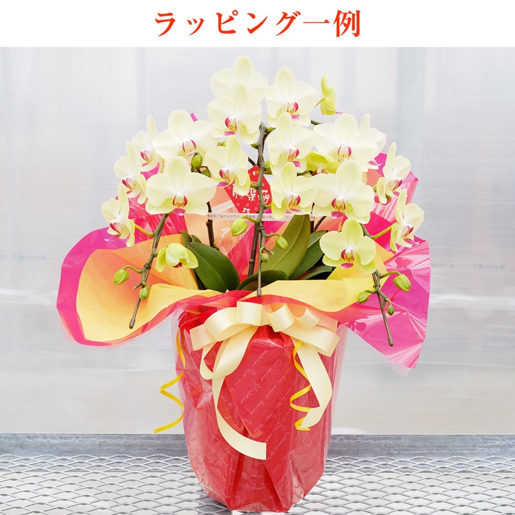 【華てまり】胡蝶蘭 ミディ 3本立 (鉢も付属) 熊本県産(なかがわ農園) 常温便 同梱不可 指定日不可 【華てまり】胡蝶蘭 ミディ 3本立 (鉢も付属) 熊本県産(なかがわ農園) 常温便 同梱不可 指定日不可