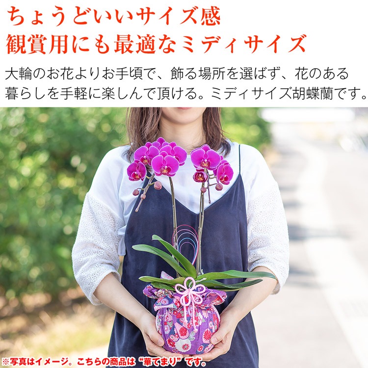 【華てまり】胡蝶蘭 ミディ 3本立 (鉢も付属) 熊本県産(なかがわ農園) 常温便 同梱不可 指定日不可 【華てまり】胡蝶蘭 ミディ 3本立 (鉢も付属) 熊本県産(なかがわ農園) 常温便 同梱不可 指定日不可