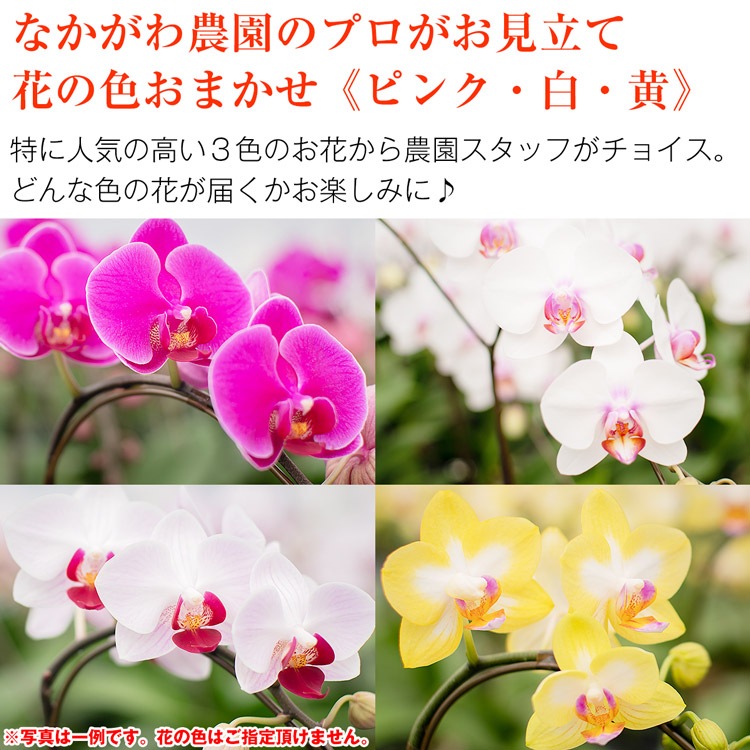 【華てまり】胡蝶蘭 ミディ 3本立 (鉢も付属) 熊本県産(なかがわ農園) 常温便 同梱不可 指定日不可 【華てまり】胡蝶蘭 ミディ 3本立 (鉢も付属) 熊本県産(なかがわ農園) 常温便 同梱不可 指定日不可