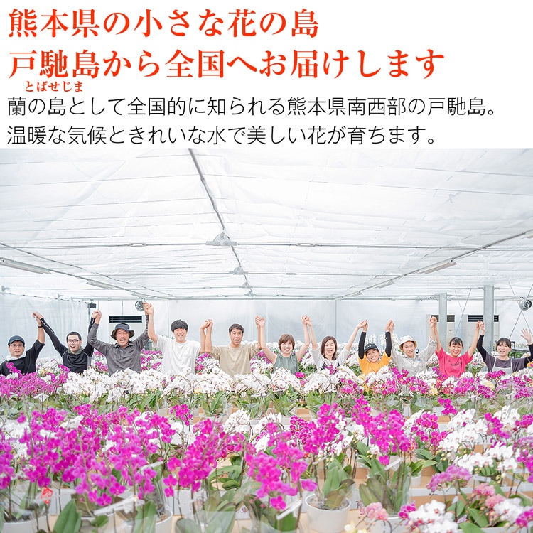 【華てまり】胡蝶蘭 ミディ 3本立 (鉢も付属) 熊本県産(なかがわ農園) 常温便 同梱不可 指定日不可 【華てまり】胡蝶蘭 ミディ 3本立 (鉢も付属) 熊本県産(なかがわ農園) 常温便 同梱不可 指定日不可