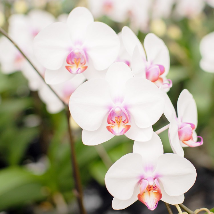 【華てまり】胡蝶蘭 ミディ 3本立 (鉢も付属) 熊本県産(なかがわ農園) 常温便 同梱不可 指定日不可 【華てまり】胡蝶蘭 ミディ 3本立 (鉢も付属) 熊本県産(なかがわ農園) 常温便 同梱不可 指定日不可