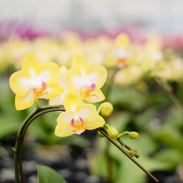 【華てまり】胡蝶蘭 ミディ 3本立 (鉢も付属) 熊本県産(なかがわ農園) 常温便 同梱不可 指定日不可 【華てまり】胡蝶蘭 ミディ 3本立 (鉢も付属) 熊本県産(なかがわ農園) 常温便 同梱不可 指定日不可