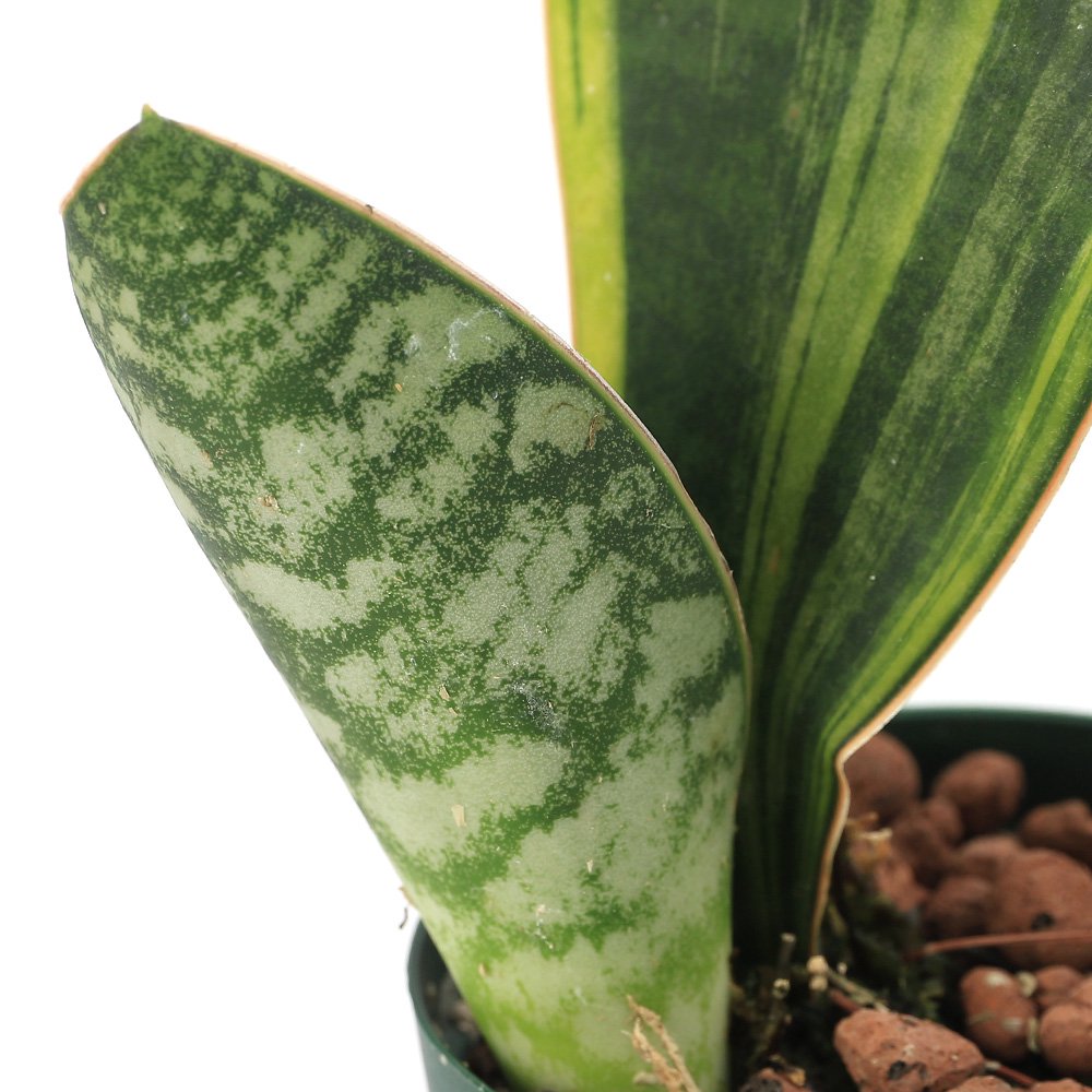 観葉植物）サンスベリア マッソニアーナ 斑入り 2．5号（1鉢
