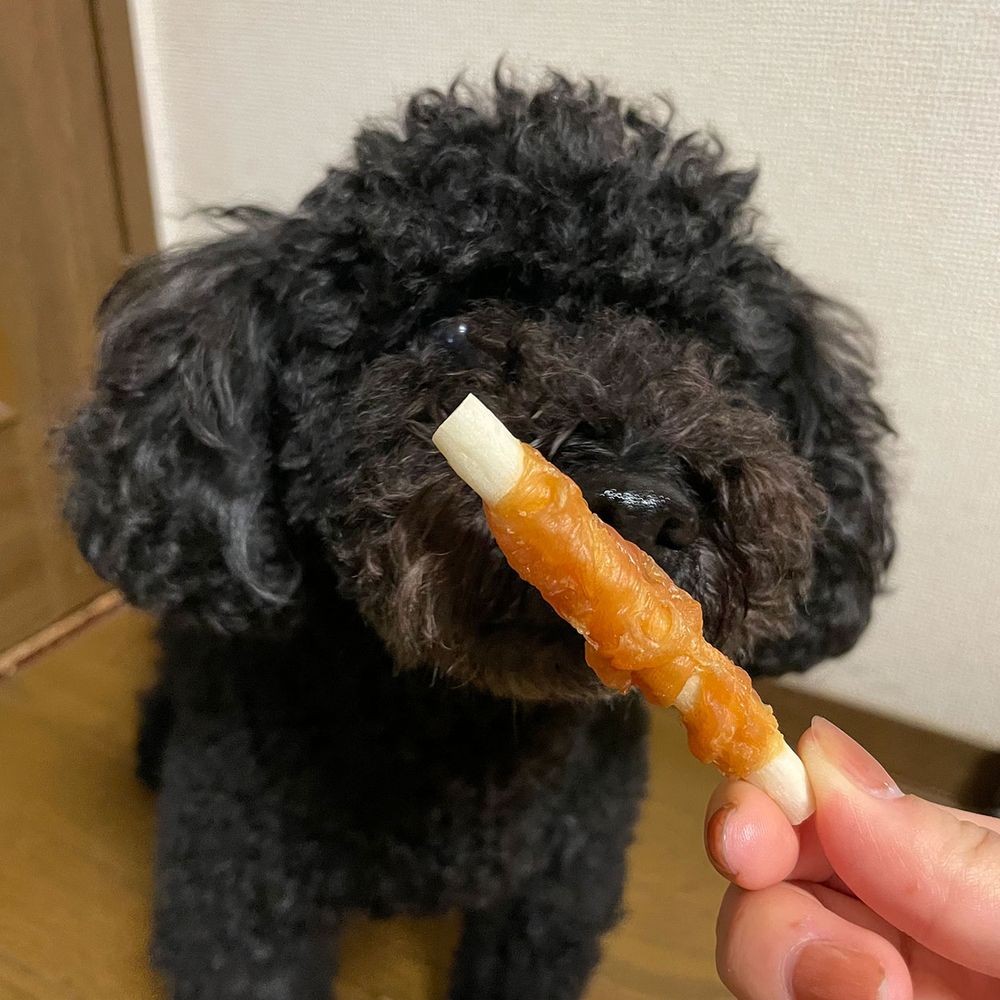 （まとめ買い）ササミ巻き はみがきガム ミニ 5本入 犬用おやつ [x20]