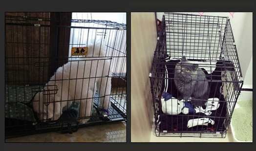 【2枚購入で100円OFF】ペットケージ 折り畳み式 犬用ケージ トレー付き XSサイズ ワンちゃん 犬小屋 組み立て簡単 猫用 小型犬 中型犬 大型犬 引き出しトレー 【2枚購入で100円OFF】ペットケージ 折り畳み式 犬用ケージ トレー付き XSサイズ ワンちゃん 犬小屋 組み立て簡単 猫用 小型犬 中型犬 大型犬 引き出しトレー