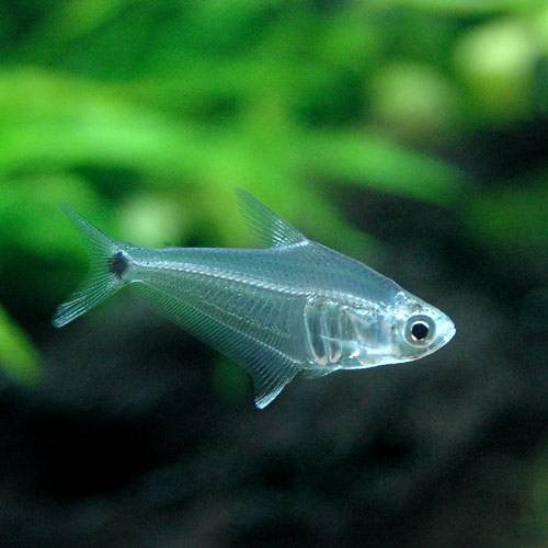 （熱帯魚）ペルーグラス・テトラ（３匹）　北海道航空便要保温　ＣＲＣ13―20―10―40―00