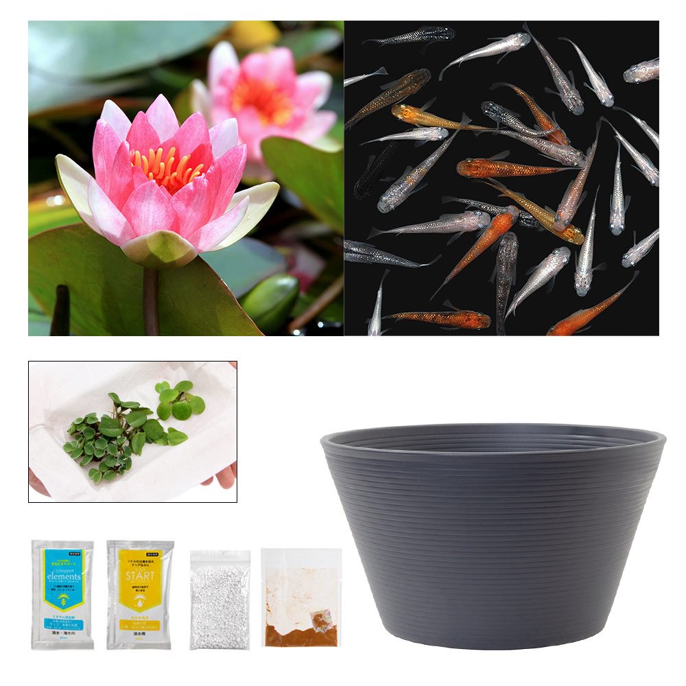 （ビオトープ）（めだか）ラメメダカ付き！チャームおすすめビオトープセット！　レイディケリ・フルゲンス　スイレン　ビオトープ　本州四国限定　ＣＲＣ15―10―20―03―20