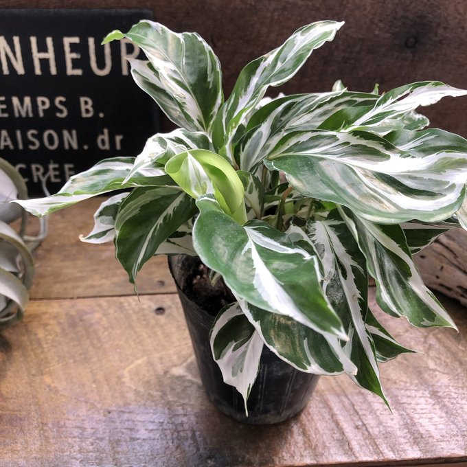 ホワイトフュージョン 希少 カラテア 斑入り 観葉植物