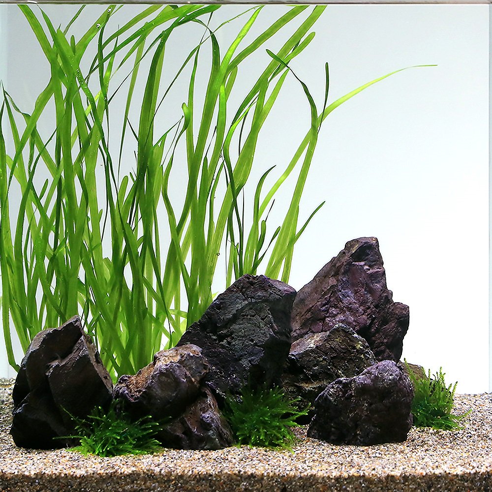 （水草）メダカの水草レイアウトセット　ＣＲＣ12―23―30―00―00